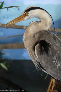 Reiher aus der Ausstellung im Haus der Natur