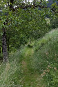 Graspfad auf dem Mühlenweg Simonswald