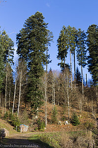 Lockerer Auftakt auf dem Baiersbronner Panoramasteig