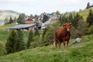 neugieriger Jungbulle