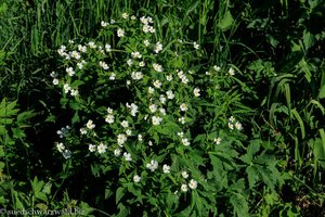 Eisenhutblättriger Hahnenfuß, Eisenhut-Hahnenfuß (Ranunculus aconitifolius)