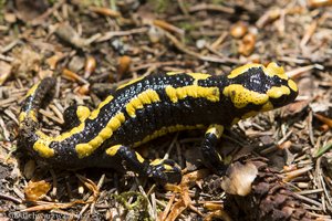 Feuersalamander nahe Witznau