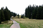 Westweg zwischen Notschrei und Feldberg