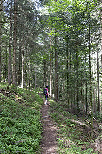 Todtnauer Turmsteig am Hasenhorn