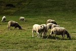 Schafe bei Menzenschwand