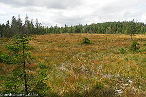 Hochmoor nahe des Zweiseenblicks