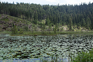 Teichmummeln auf dem Huzenbacher See