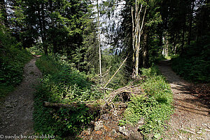 Wanderweg von der Kälbelescheuer zum Haldenhof