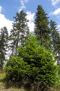 Fichten im Schwarzwald