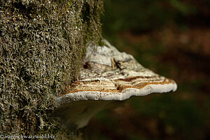 Echter Zunderschwamm (Fomes fomentarius)