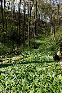 Bärlauch (Allium ursinum)