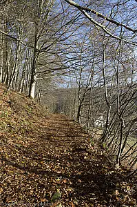 Aufstieg durch den Wald auf den Silberberg