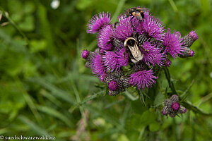 Sumpf-Kratzdistel mit Hummel und Fliege