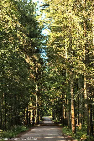 Wanderweg von Neukirch durch den Kohlwald
