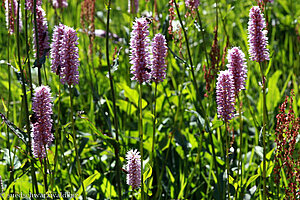 Ross-Minze (Mentha longifolia)