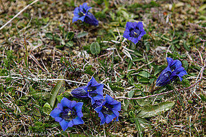 Kochscher Enzian (Gentiana acaulis), auch Stengelloser Enzian, genannt