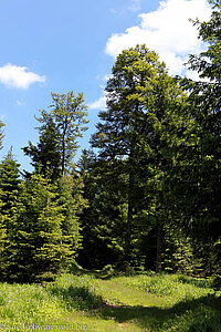 saftig grüner Waldweg