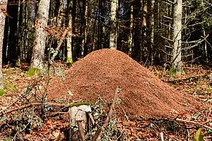 Ameisenhügel nahe der Lerchenberghütte