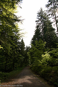 Westweg zwischen Notschrei und Feldberg