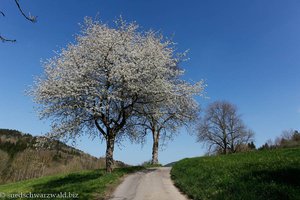 blühende Apfelbäume bei Achdorf