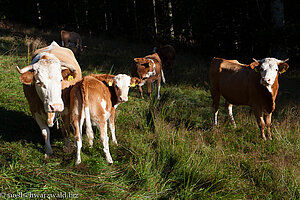 Rinder am Belchen