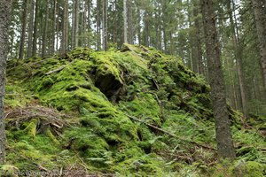 Moos bewachsener Felsen im Stuckwald