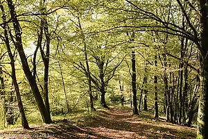 Westweg zwischen Farrenkopf und Büchereck