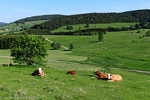 Hinterwälder im Bernauer Hochtal