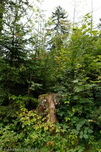 Baumstumpf im Wald, den ich unbedingt fotografieren sollte