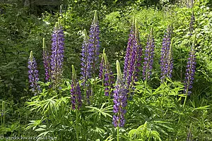 Lupine im Steinatal