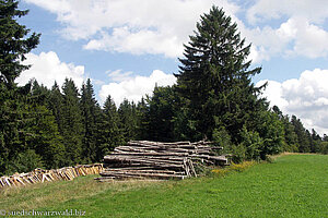 Holzeinschlag am Wegrand