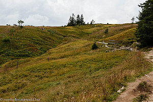 Westweg beim Feldberg