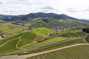 Aussicht vom Renchtalsteig über die Weinberge von Durbach