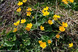 Sumpfdotterblume (Caltha palustris)