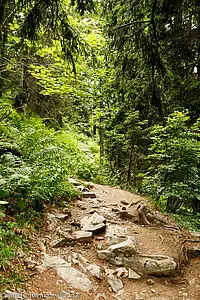 Auf dem Felsenweg am Feldberg