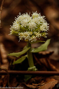 Weiße Pestwurz (Petasites albus)