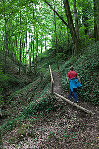 Waldbiotop zwischen Wehrlehof und Simonswald