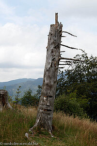 verzierter Baumstumpf bei der Kälbelescheuer