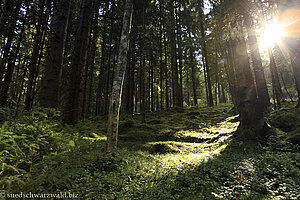 Herbststimmung am Hochfirst