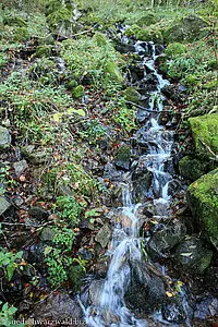 kleiner Bach am Kandel