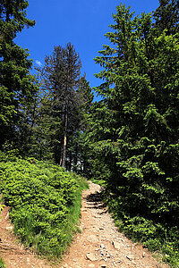 Belchensteig beim Holzplatz