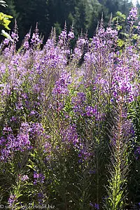 Schmalblättriges Weidenröschen (Epilobium angustifolium)