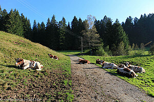 Kühe beim Kirnerseck