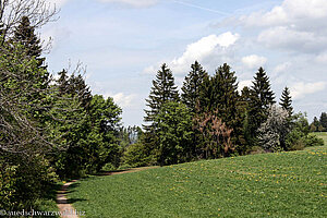 Wiese südlich Höchenschwand