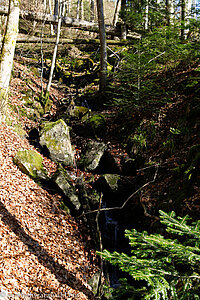 Bannwald in der Wehraschlucht