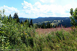 Aussicht vom Feldberg zum Herzogenhorn