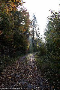 Wanderweg zwischen Lochschweine und Kletterfelsen