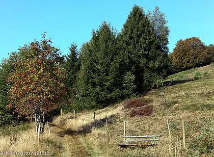 Wanderung von Schönau auf den Belchen