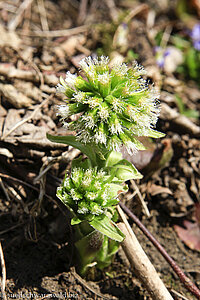 Weiße Pestwurz (Petasites albus)