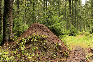 Ameisenhaufen am Hochfirst